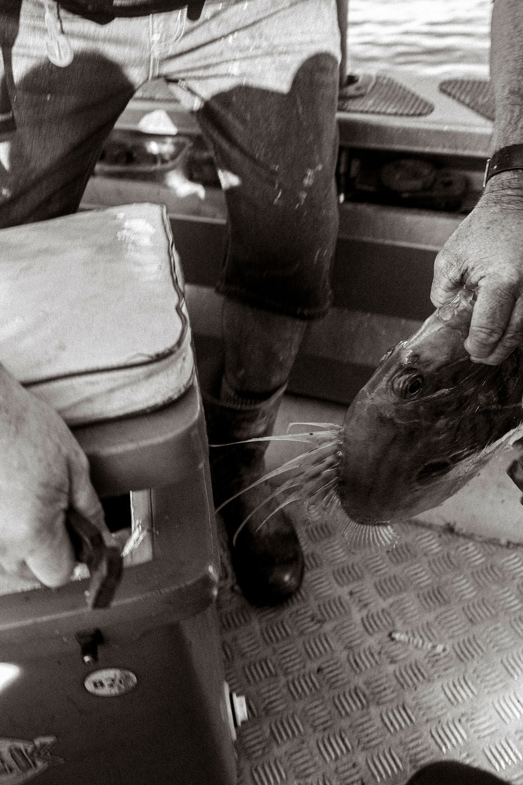 Black and white photo of fish